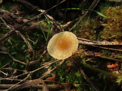 Galerina graminea