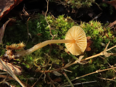 Galerina graminea