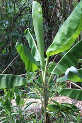 Musa banksii