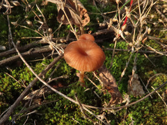 Omphalina pyxidata