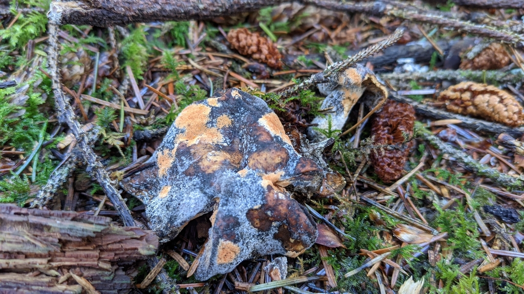 Acrostalagmus