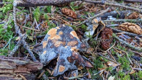Acrostalagmus