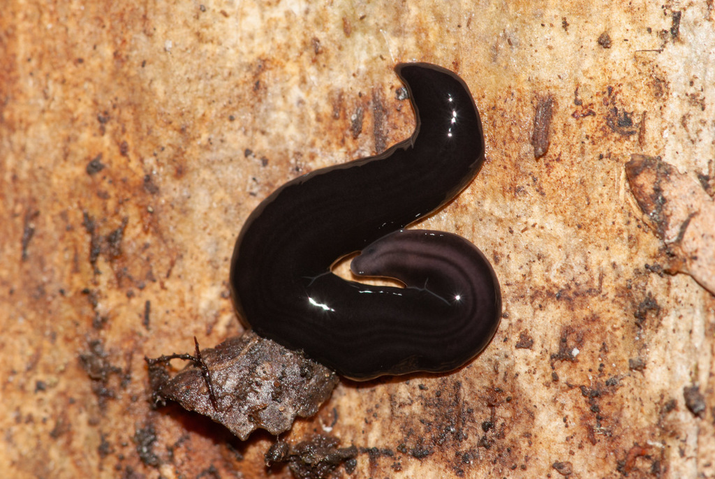 Anisorhynchodemus woodassimilis