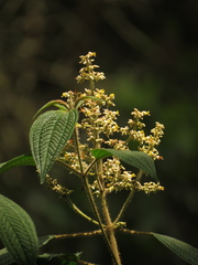 Miconia subseriata