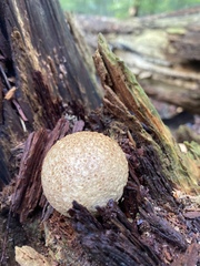 Scleroderma citrinum