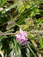 Lantana megapotamica