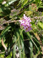 Lantana megapotamica