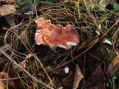 Russula betularum