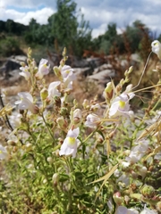 Antirrhinum graniticum