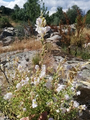 Antirrhinum graniticum