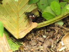 Cryptopalpus ornatus