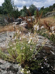 Antirrhinum graniticum