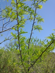 Gleditsia triacanthos