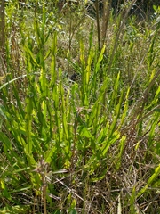 Baccharis trimera