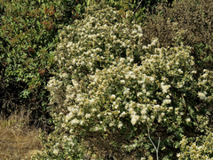 Olearia solandri