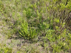 Baccharis trimera