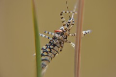 Pselliopus zebra