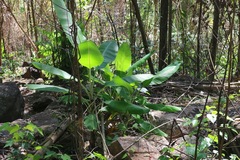 Musa banksii