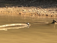 Graptemys pseudogeographica