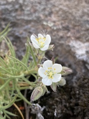 Spergularia rupestris