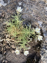 Spergularia rupestris