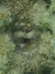 Hippopus porcellanus