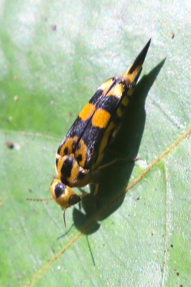 Ophthalmoglipa elongatula