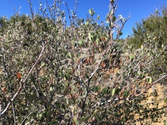 Cercocarpus betuloides betuloides