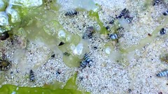 Zeacumantus plumbeus
