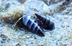 Zeacumantus plumbeus