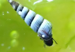 Zeacumantus plumbeus