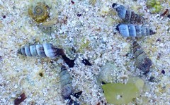 Zeacumantus plumbeus