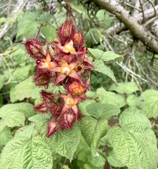 Rubus phoenicolasius