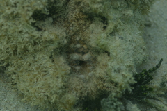 Hippopus porcellanus