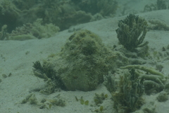 Hippopus porcellanus