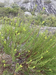 Hypericum myrianthum