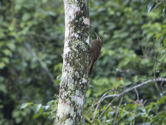 Xiphocolaptes promeropirhynchus