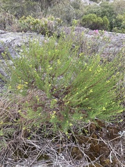 Hypericum myrianthum