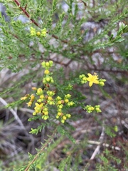 Hypericum myrianthum