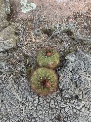 Parodia ottonis