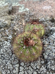 Parodia ottonis