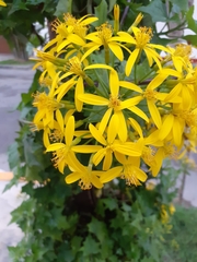 Senecio tamoides