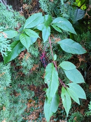 Phytolacca americana