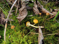 Hygrophorus hypothejus