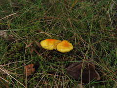 Hygrophorus hypothejus