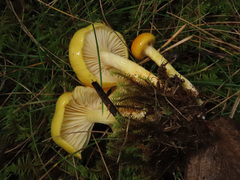 Hygrophorus hypothejus