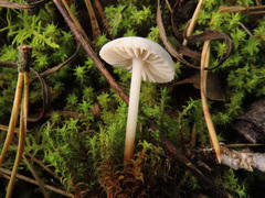 Marasmius wynneae
