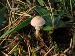 Cystoderma carcharias