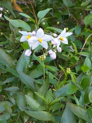Solanum laxum