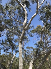 Eucalyptus racemosa